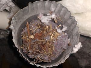 Picture of a bird nest in a dryer vent. This is from a bird nest removal job in Gaithersburg