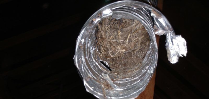 Picture of a bird nest in a dryer vent from a bird nest removal job in Germantown, MD.