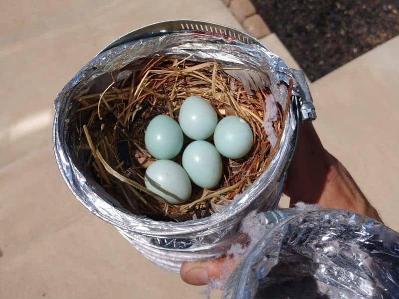 Picture of a bird nest in a Dryer vent. The nest has five European Starling eggs in it. This is from a bird nest removal job in Middletown in Frederick County, MD.