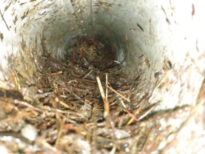 Picture of a bird nest in a dryer vent from a bird nest removal job in Germantown, MD.