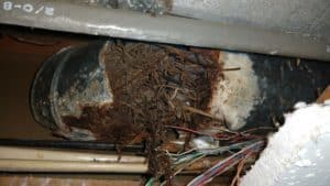 Picture of a rotted dryer vent caused by a wet bird nest. This is from a bird nest removal job in Montgomery Village, MD.