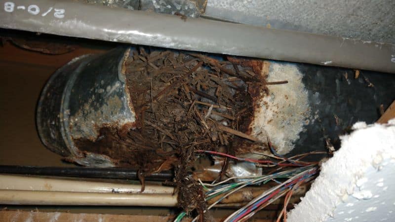 Picture of a rotted dryer vent caused by a wet bird nest. This is from a bird nest removal job in Montgomery Village, MD.