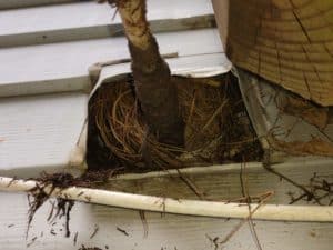 Picture of a dryer vent cleaning tool pulling a bird nest out of a dryer vent. This was from a dryer vent cleaning job in Montgomery Village, MD.