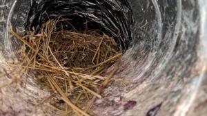 Picture of a bird nest in a bathroom fan vent from a bird nest removal job in Charles Town, WV.