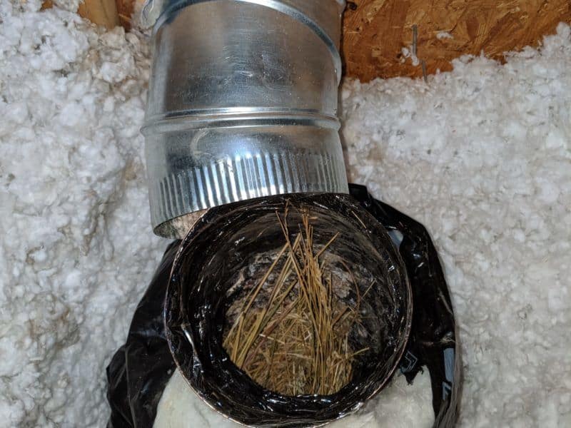 Picture of a bird nest in a bathroom fan in the attic. This was from a bird nest removal job in Clarksburg, MD.