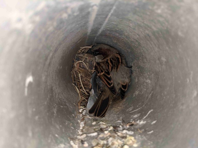 House Sparrow in a dryer vent